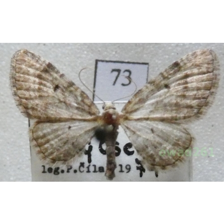Eupithecia subfuscata (Haworth, 1809) Czech73